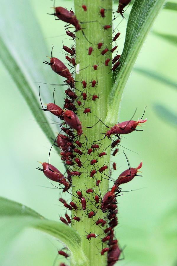 Aphids giving birth on a plant stem Photograph by Doris Potter