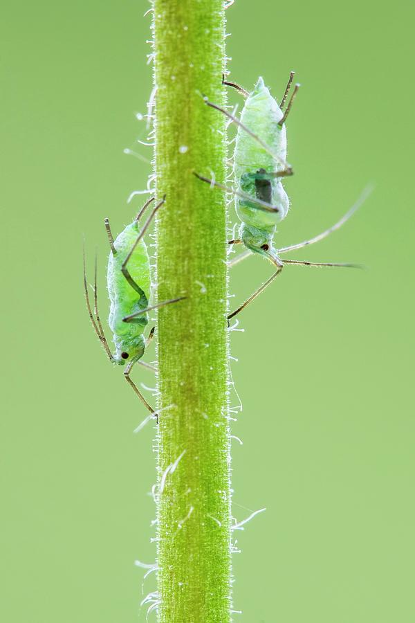 Insects Photograph - Aphids by Heath Mcdonald