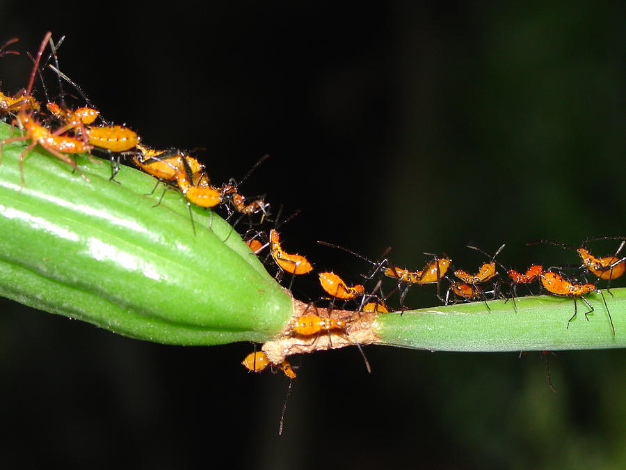 Aphids on Lily Stem Photograph by Lindy Pollard - Fine Art America