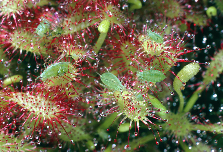 Aphids Trapped By Sundew Plant Photograph by Dr Jeremy Burgess/science ...