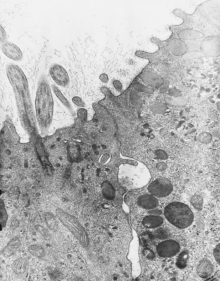 Apical Portion Of Two Cells, One Photograph by Joseph F. Gennaro Jr.