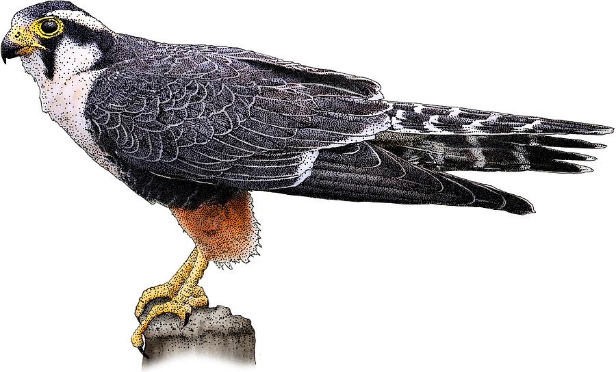 Aplomado Falcon Photograph by Roger Hall
