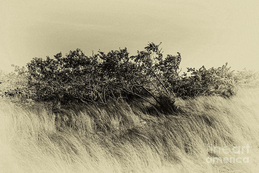 Black And White Photograph - Apollo Beach Grass by Marvin Spates