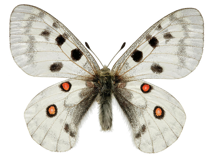 Apollo Butterfly Photograph by Natural History Museum, London/science Photo Library