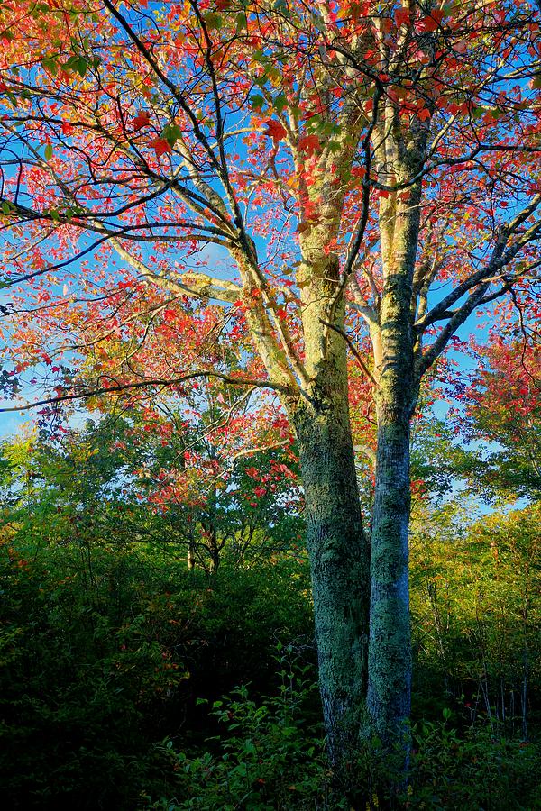 Appalachian Fall Trees Photograph by Carol Montoya