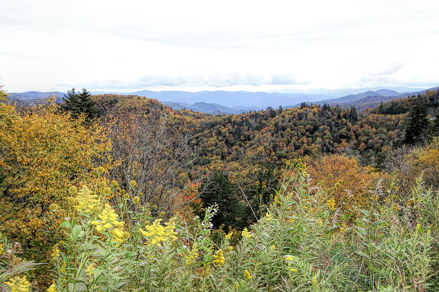 Appalachian Glory and Goldenrod Wildflower Landscape Photograph by Kathy Clark