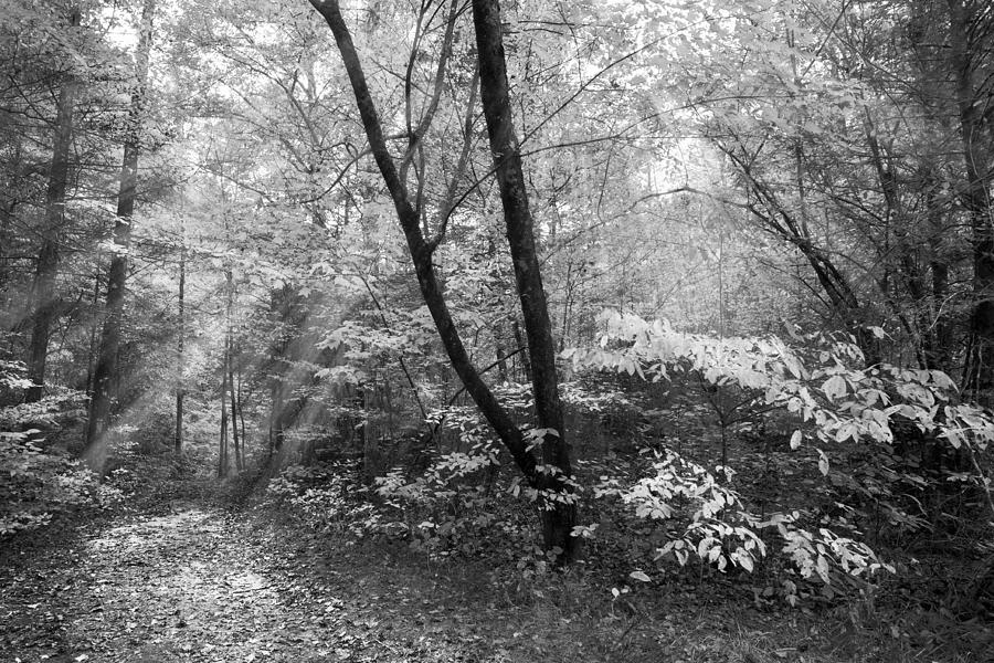 Appalachian Mountain Trail in Black and White Photograph by Debra and ...