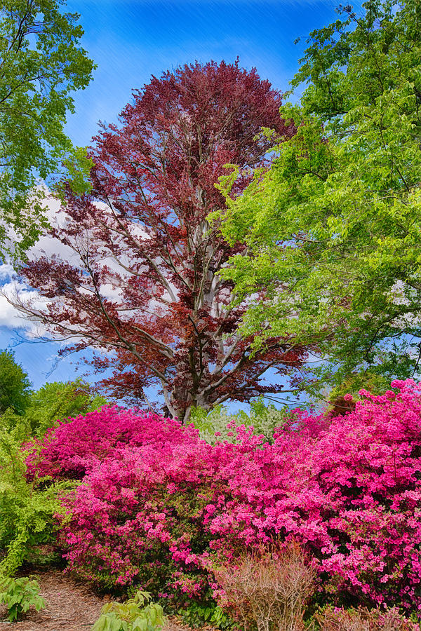 Spring Painting - Appalachian Spring by John Haldane
