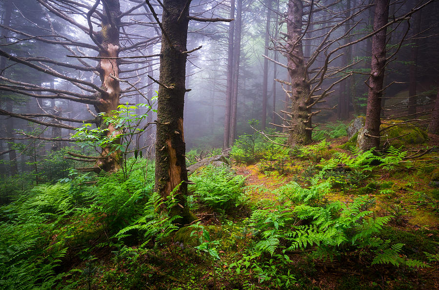 Appalachian Trail Blue Ridge Mountains NC Forest Photograph by Dave Allen