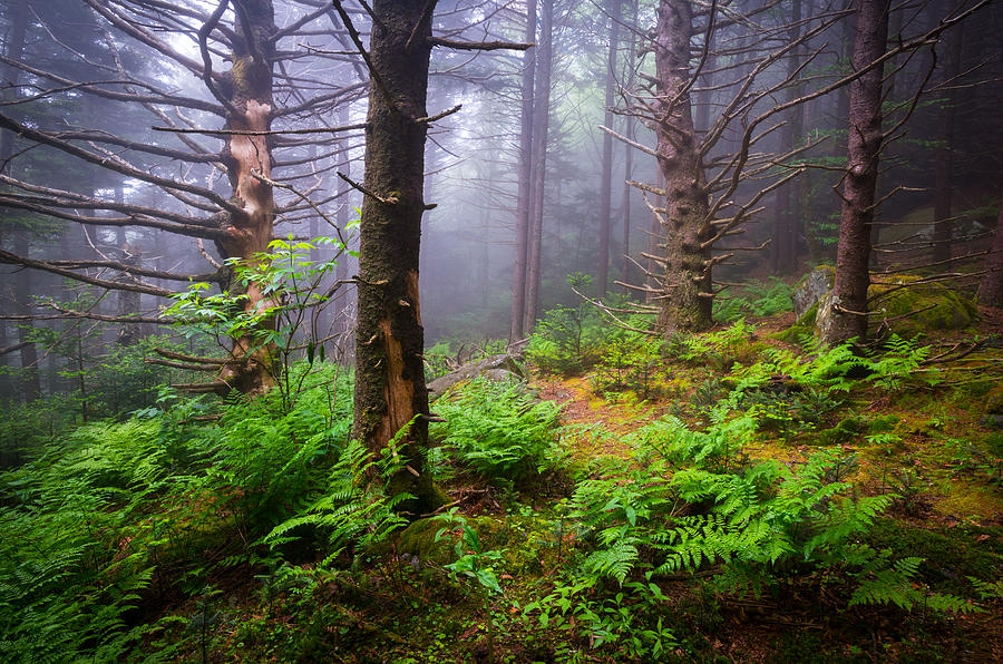 Appalachian Trail Blue Ridge Mountains Nc Forest Photograph by Dave Allen