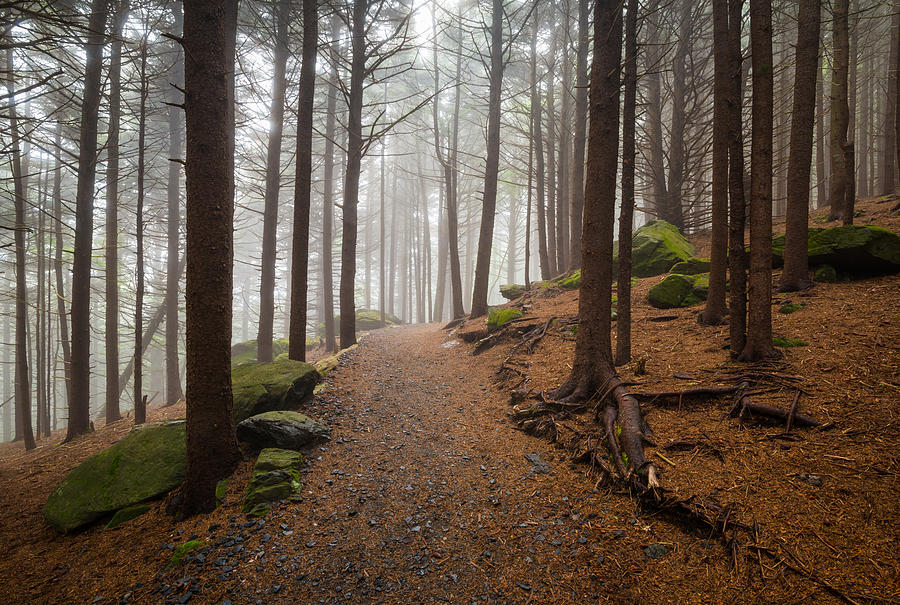 Tree Photograph - Appalachian Trail Landscape Photography in Western North Carolina by Dave Allen