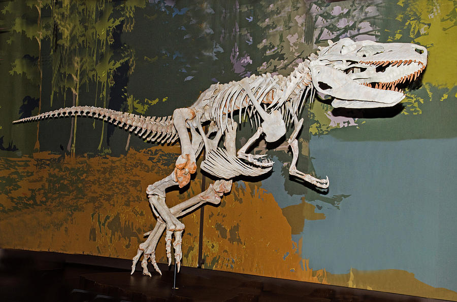 Appalachiosaurus Photograph by Millard H. Sharp - Pixels