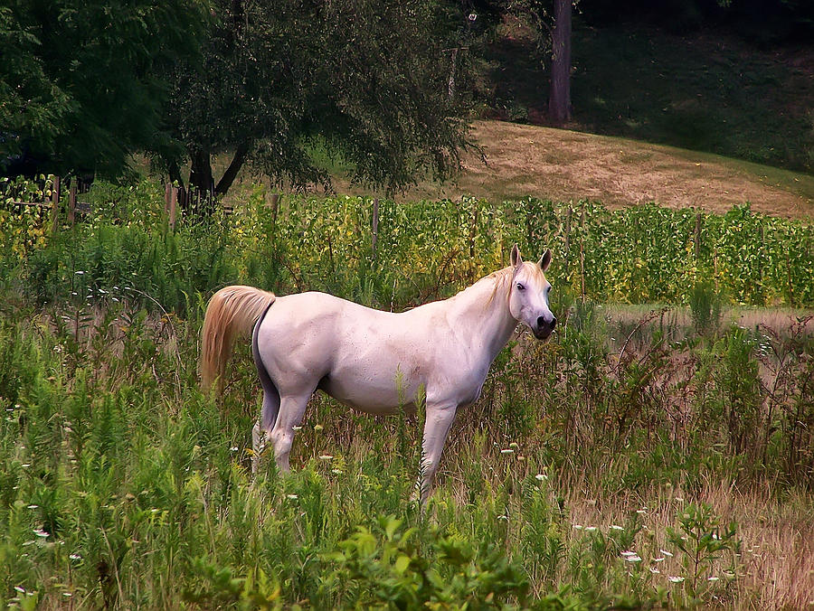 Appaloosa Horse Photograph by Flees Photos