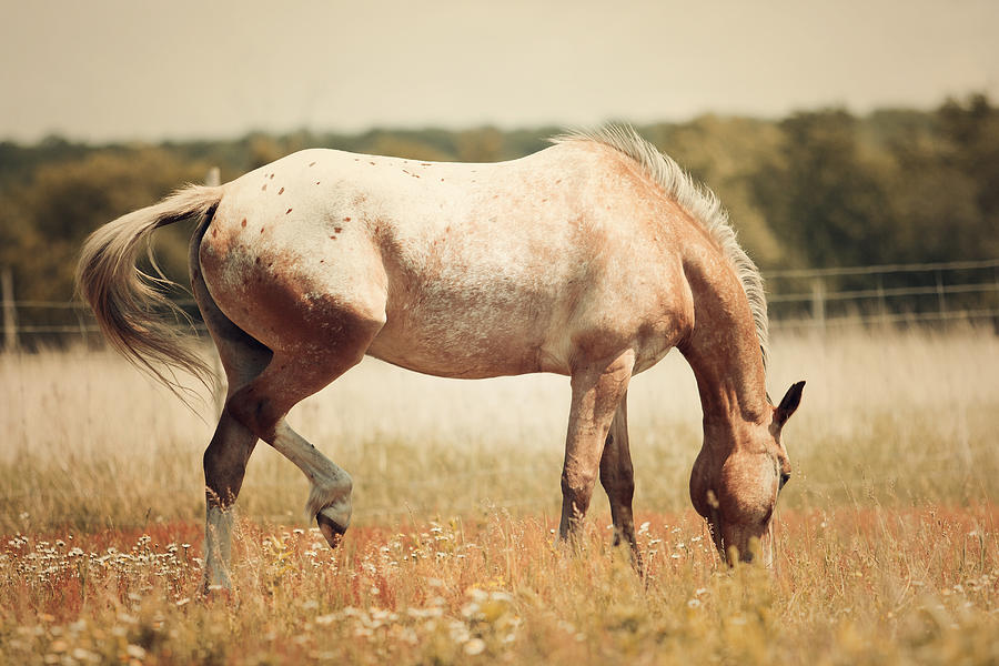 Appaloosa Horse Grazing Photograph - Appaloosa Horse Grazing Fine Art Print