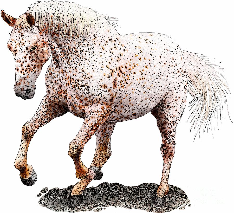 Appaloosa Horse Photograph by Roger Hall