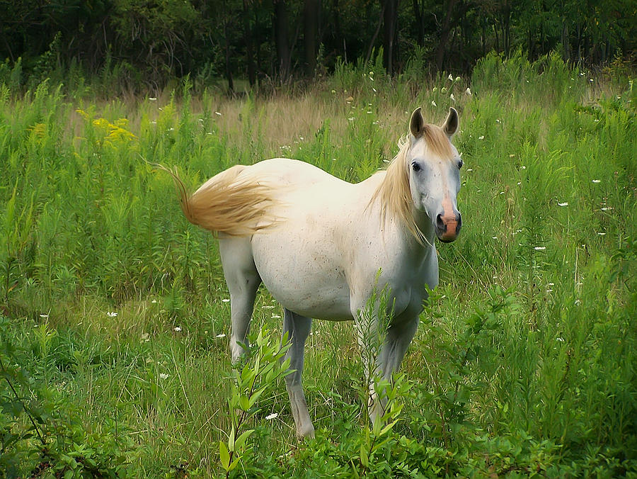 Appaloosa horse Stare Photograph by Flees Photos