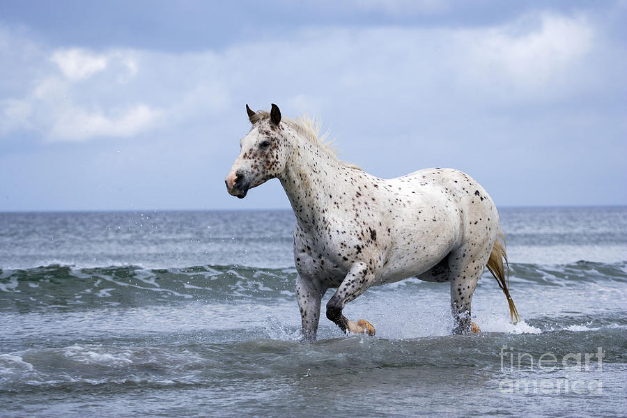 Appaloosa Horse Trotting In Ocean Surf Photograph by Rolf Kopfle