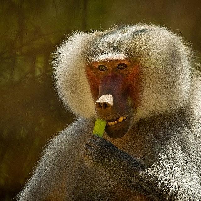 Apparently Baboons (like Humans) Can Photograph by Addie Dordoma