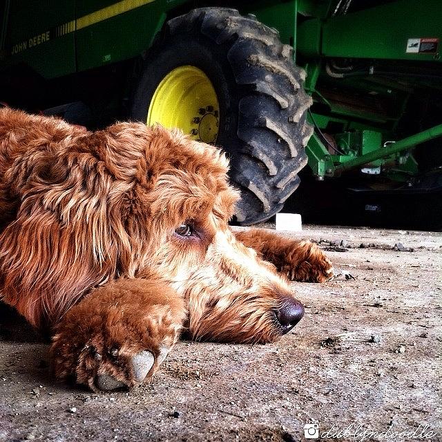 Barkbox Photograph - Apparently Farm Life Is Very Tiring by Dublyn Slobodnik