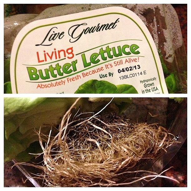 Lettuce Photograph - Apparently My #lettuce That @nicifrench by Sandra Bilokonsky