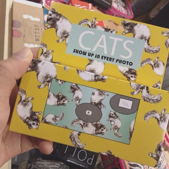 Apparently, Urban Outfitters Has A Cat Photograph by Kimvy Tran