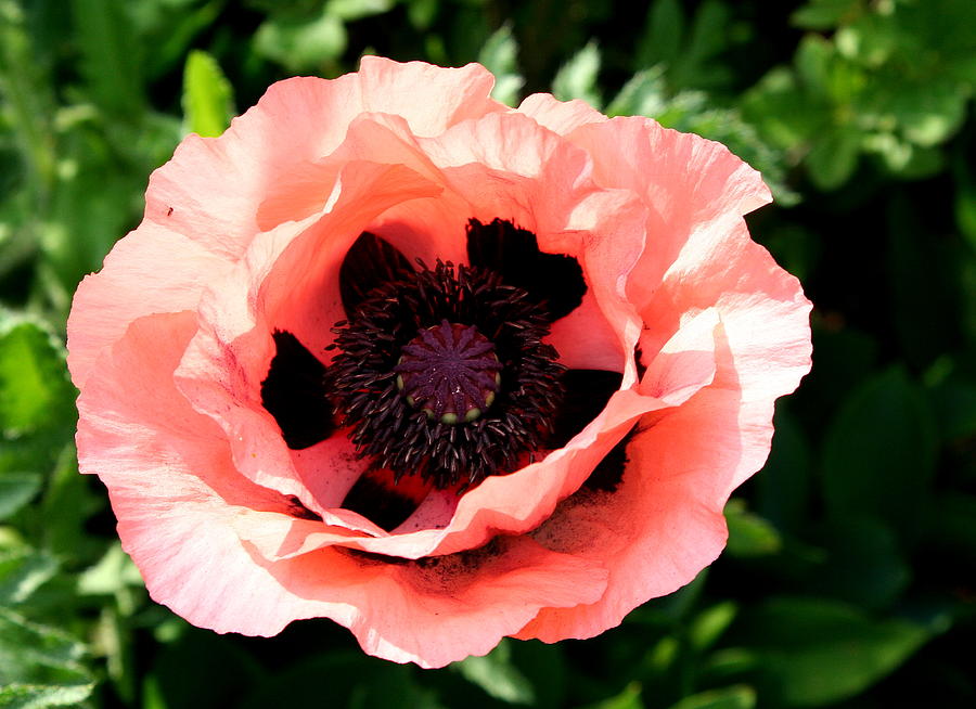 Appealing Pink Poppy Photograph by Christiane Schulze Art And Photography