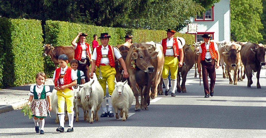 Appenzell Parade of Cows Photograph by Ginger Wakem