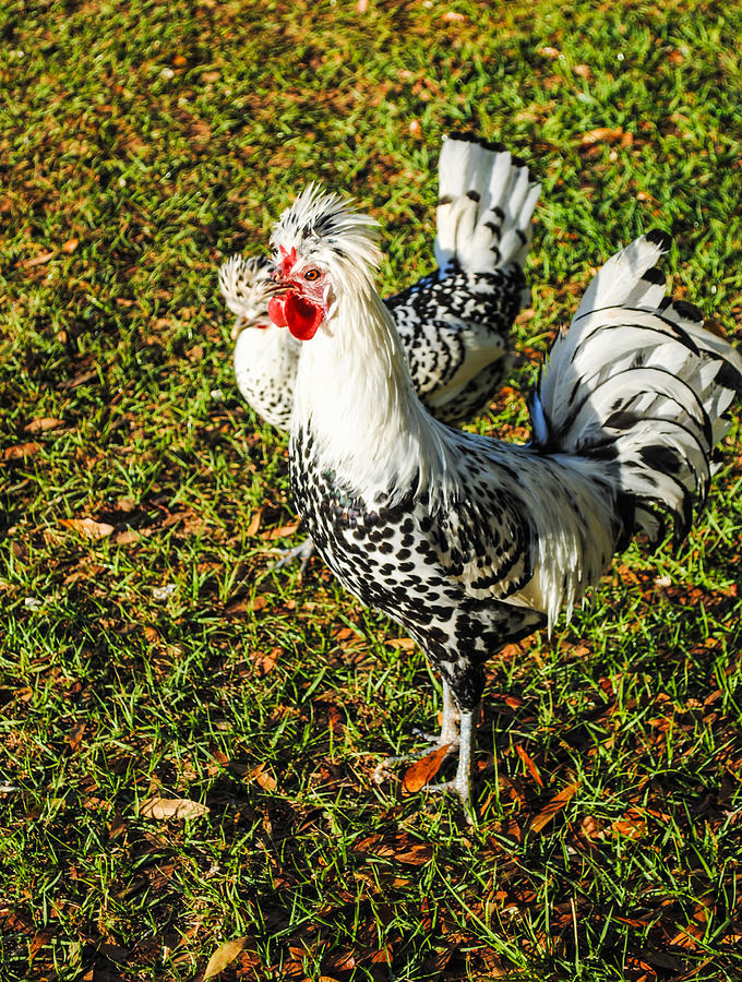 Appenzeller Spitzhauben Rooster and hen. Photograph by Miki Finn - Pixels