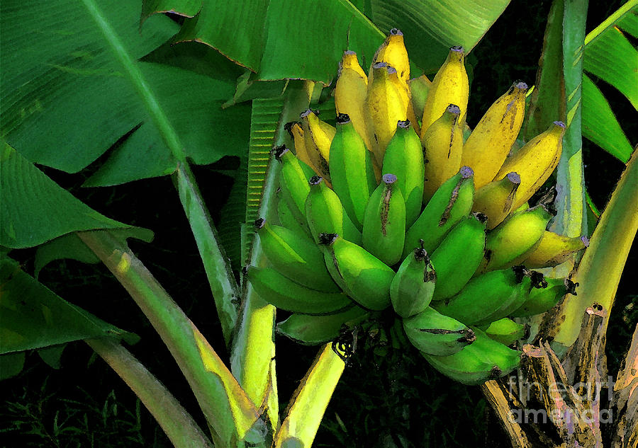 Apple Banana Photograph by James Temple