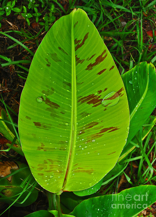 Apple-Banana Tree Leaf I Photograph by George D Gordon III