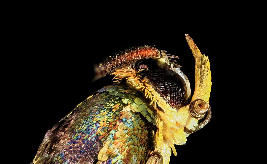 Apple Bark Borer Moth Photograph by Us Geological Survey