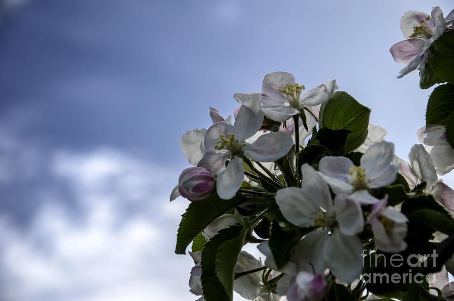 Apple Blossom 1 Photograph by Bruno Santoro