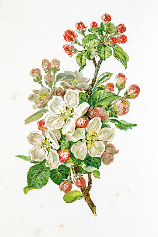 Apple Blossom 19 Century Illustration Digital Art by Mashuk