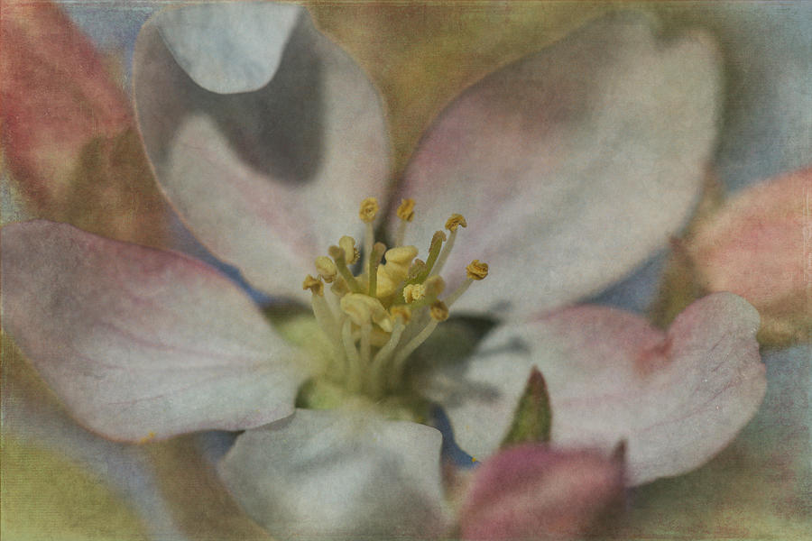 Apple Blossom 2 Photograph by Angie Vogel