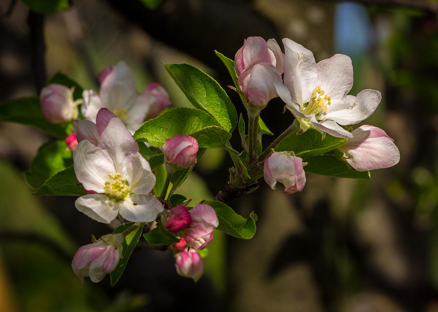 Apple Blossom Photograph - Apple Blossom 3 by Carl Engman Apple Blossom Photograph - Apple Blossom 3 by Carl Engman