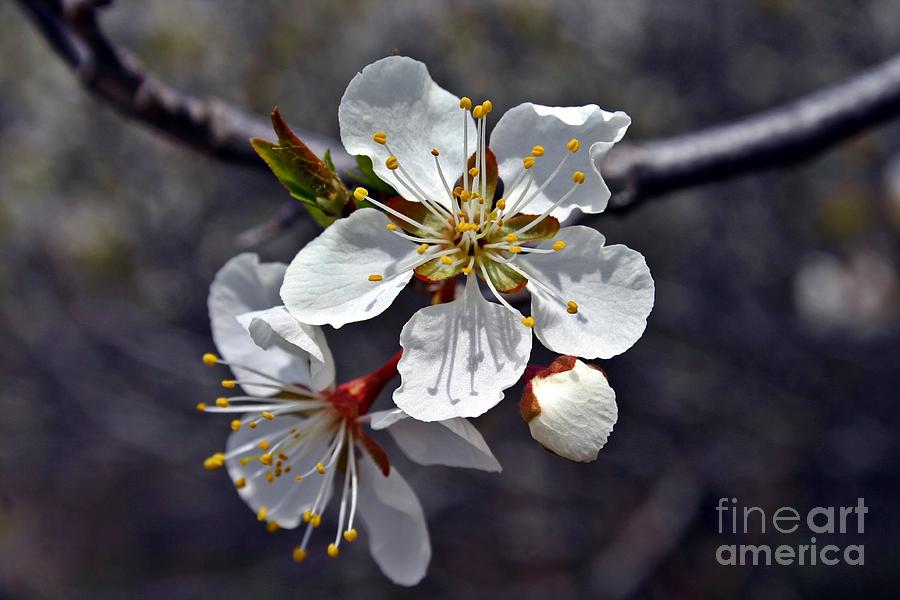 Apple Blossom 3 Photograph by Henry Kowalski