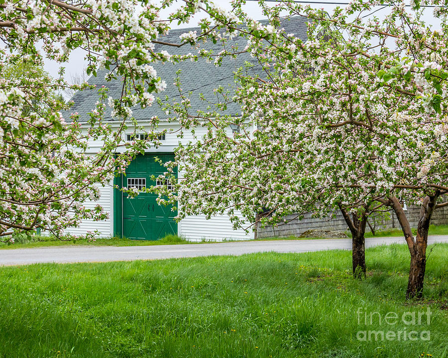 Apple Blossom Barn Photograph by Susan Cole Kelly
