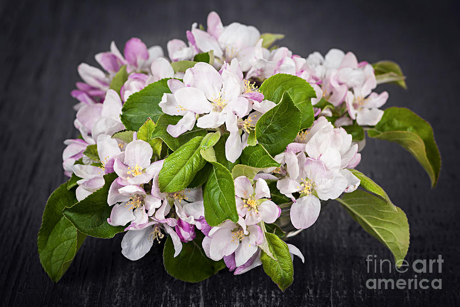 Apple blossom bouquet Photograph by Elena Elisseeva