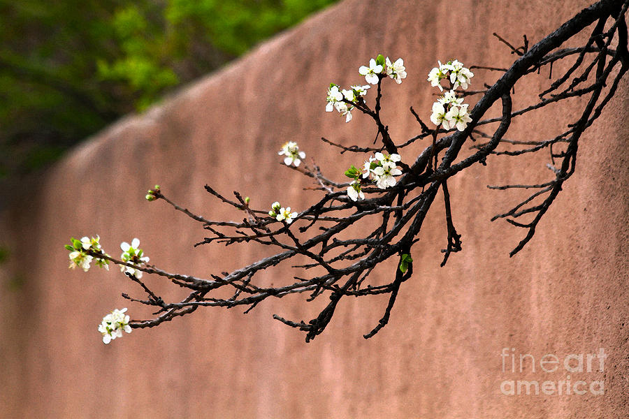 Apple Blossom Branch Photograph by Catherine Sherman