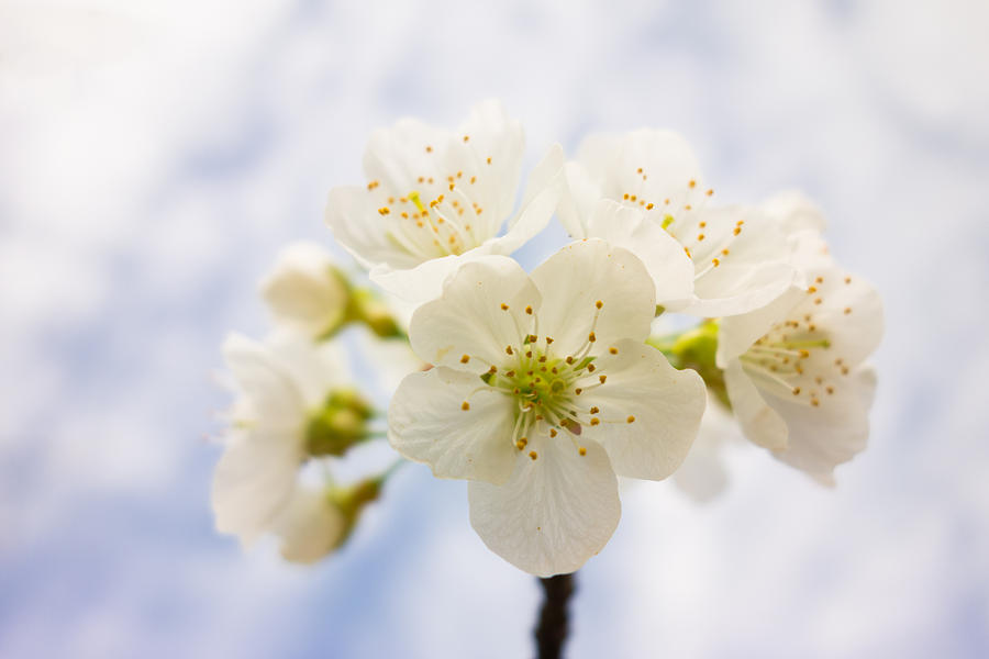 Apple Blossom Bright White And Delicate Photograph