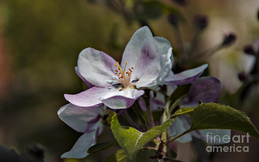 Apple Blossom Photograph by Bruno Santoro