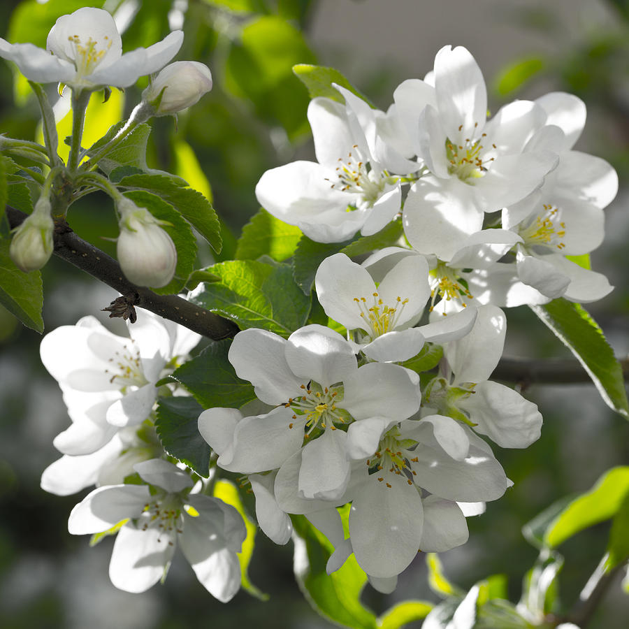 Apple Blossom Photograph by Chevy Fleet