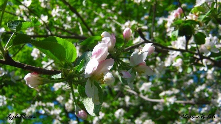 Apple Blossom Painting by Christine Nichols