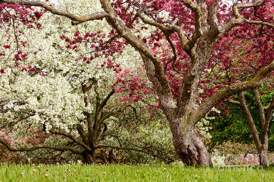 University Of Minnesota Photograph - Apple Blossom Colors by Joe Mamer