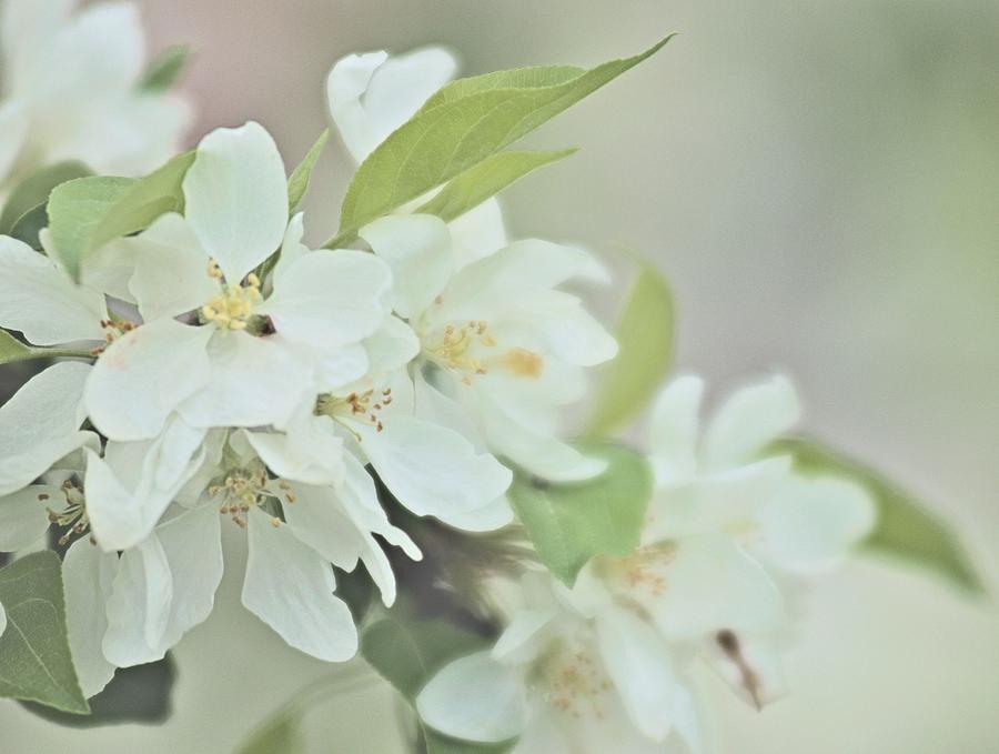 Apple Blossom  Photograph by Douglas Pike