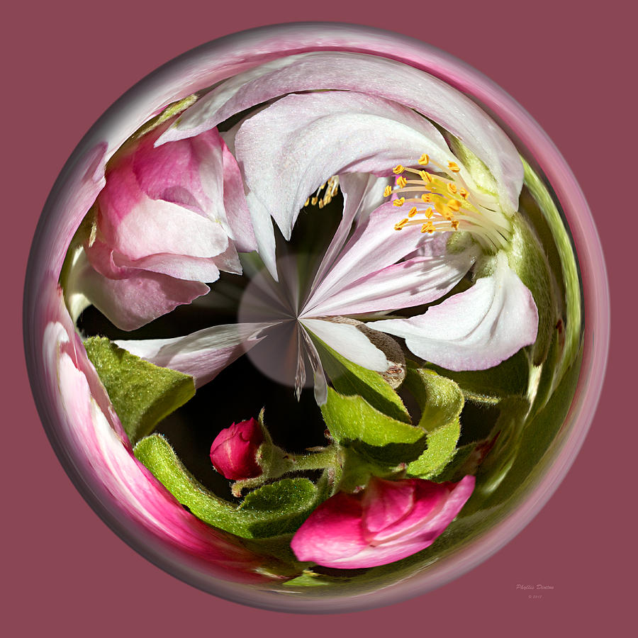 Apple Blossom Globe Photograph by Phyllis Denton