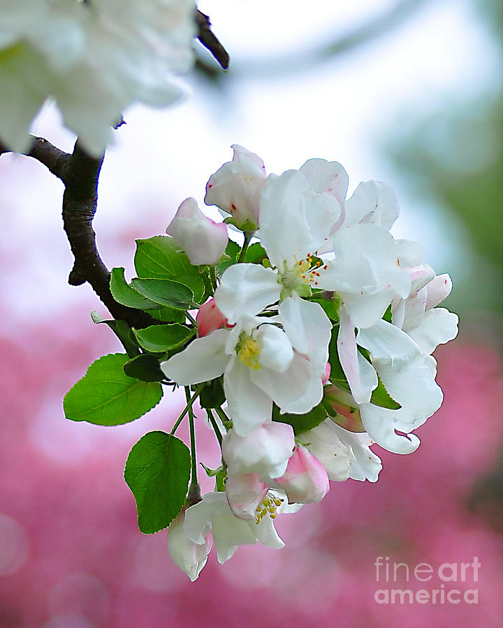 Apple Blossom Photograph by Gwen Gibson