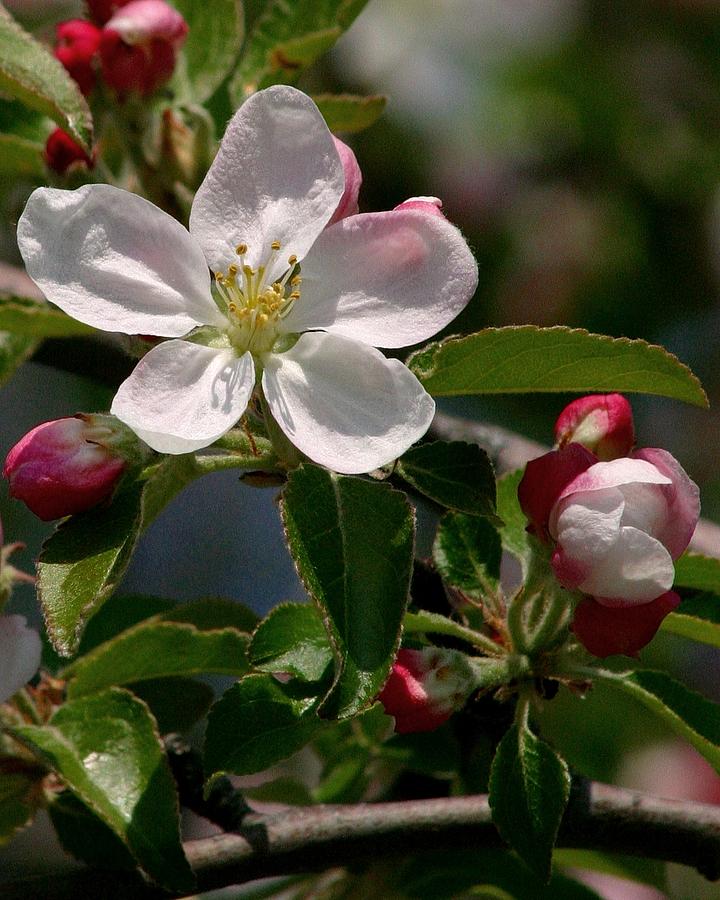 Apple Blossom Photograph by Henry Kowalski