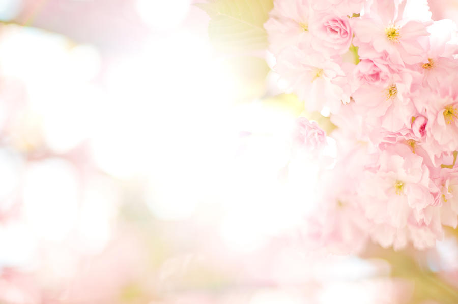 Apple blossom High key Photograph by Knape