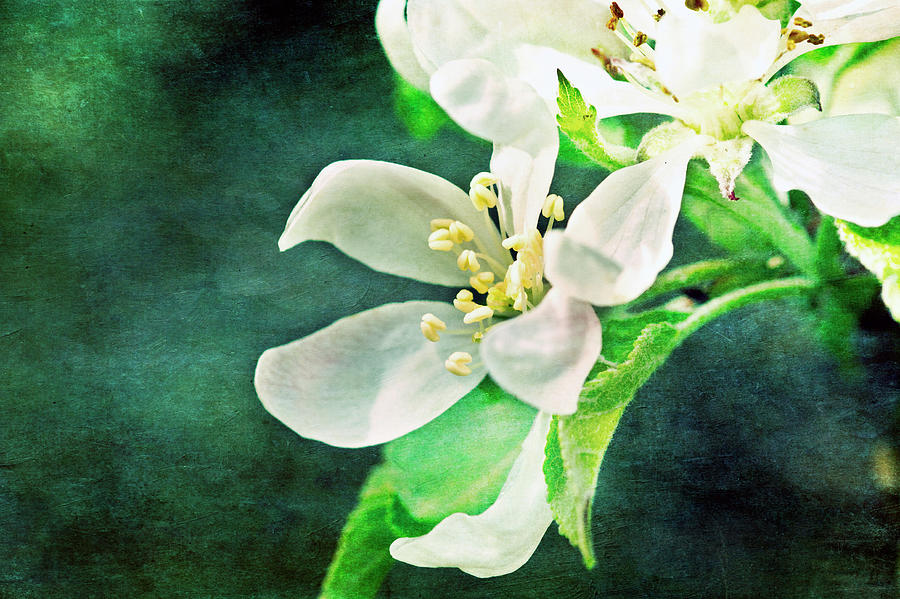 Apple Blossom Photograph by Image By Catherine Macbride Apple Blossom Photograph by Image By Catherine Macbride